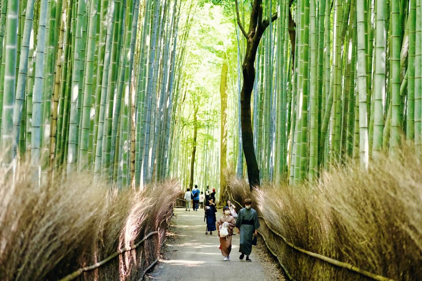 Arashima Bamboo Grove